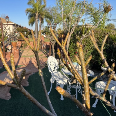 Tree Service